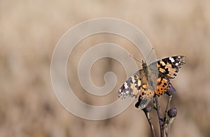 Close-up of an older Painted Lady whose wings are already frayed at the edges. The butterfly sits on a faded