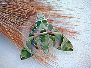 Close up of Oleander Hawk-moth or Moth Green Army Daphnis nerii perched on broom grass.