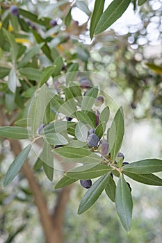Close-up of an olive branch displaying a fruitful harvest of plump dark olives and vibrant waxy leaves