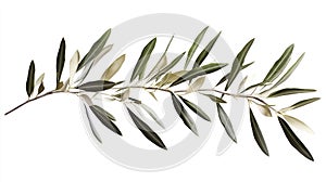 Close-up of olive tree branch with green leaves. Diagonal branch extension creates sense of movement. Green leaves add depth, photo