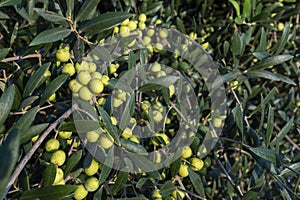 Close-up of a Olive tree, Olea europea at sunrise photo