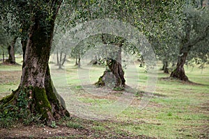 Close up of Olive Trees in Italy