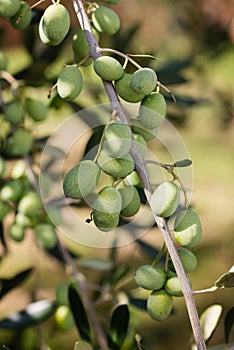 Close-up of olives on the branch