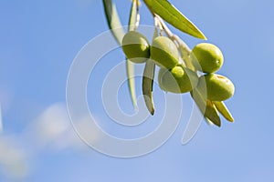 Close-up of olives on the branch