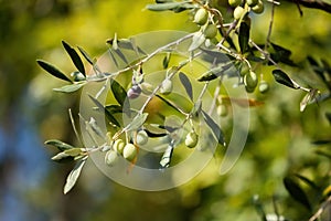 Close-up of olives on the branch