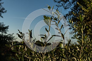 Close-up of olives on an olive tree