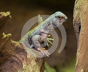 Close up on Omani spiny tailed lizard uromastyx thomasi photo