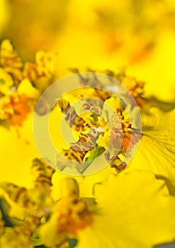 Close-up of Oncidium orchid flower