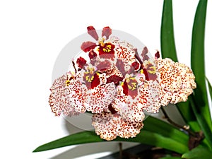 Close up Oncidium orchid flower on white background