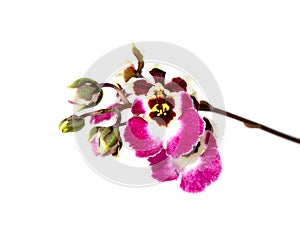 Close up Oncidium orchid flower on white background