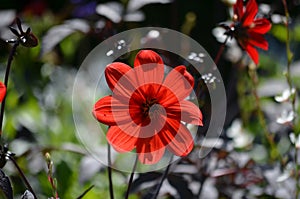 Close up of one beautiful large dark red dahlia flower in full bloom on blurred green background, photographed with soft focus in