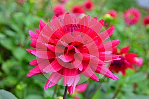 Close up of one beautiful large dark red dahlia flower in full bloom on blurred green background, photographed with soft focus in