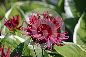 Close up of one beautiful large dark red dahlia flower in full bloom on blurred green background, photographed with soft focus in