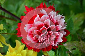 Close up of one beautiful large red dahlia flower in full bloom on blurred green background, photographed with soft focus in a gar
