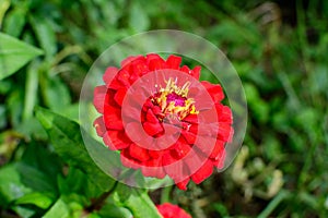 Close up of one beautiful large red zinnia flower in full bloom on blurred green background, photographed with soft focus in a