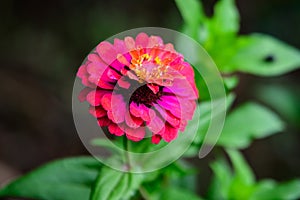 Close up of one beautiful large red zinnia flower in full bloom on blurred green background, photographed with soft focus in a