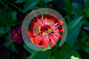 Close up of one beautiful large red zinnia flower in full bloom on blurred green background, photographed with soft focus in a