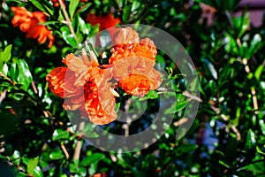 Close up of one beautiful small vivid orange red pomegranate flower in full bloom on blurred green background, photographed with