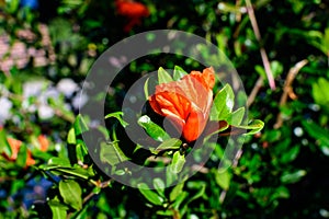 Close up of one beautiful small vivid orange red pomegranate flower in full bloom on blurred green background, photographed with