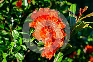 Close up of one beautiful small vivid orange red pomegranate flower in full bloom on blurred green background, photographed with