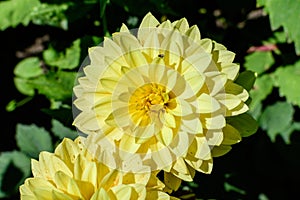 Close up of one beautiful small vivid yellow dahlia flower in full bloom on blurred green background, photographed with soft focus