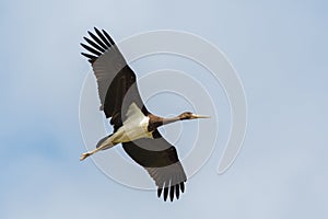 Close-up one black stork Ciconia nigra in flight with spread wings