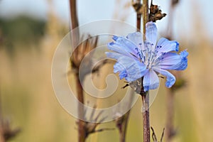 Close-up one blue flower on a dry stalk in the field, copy-paste