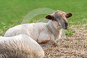 Close-up of one cute little lamb sitting on straw on a meadow and bleating. Concept of happy organic free-range sheep