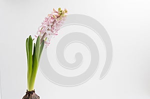 Close up of one delicate light pink Hyacinth or Hyacinthus flowers in full bloom in a garden pot isolated on white background in a