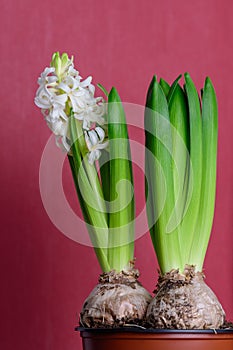 Close up of one delicate light white Hyacinth or Hyacinthus flowers in full bloom in a garden pot isolated on dark red studio back