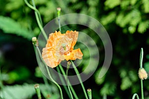 Close up of one delicate orange poppy flower and blurred small blooms in a British cottage style garden in a sunny summer day, bea