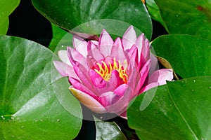 Close up of one delicate pink water lily flower Nymphaeaceae in full bloom on a water surface in a summer garden, beautiful outd