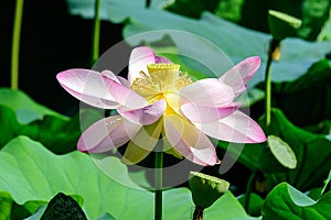 Close up of one delicate pink water lily flowers Nymphaeaceae in full bloom on a water surface in a summer garden, beautiful out