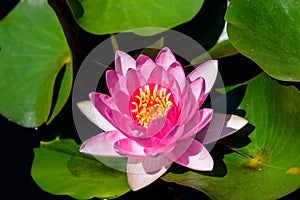 Close up of one delicate pink water lily flowers Nymphaeaceae in full bloom on a water surface in a summer garden, beautiful out
