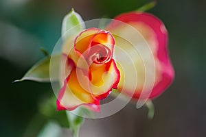 Close-up of one Delicate rose, selective focus. Voluptuous revelation. Romantic roses with love. Soft color and blur