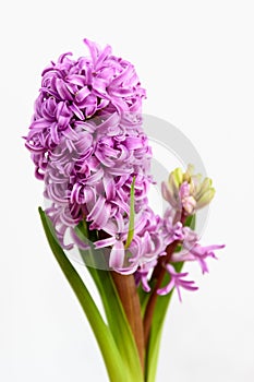 Close up of one delicate vivid pink Hyacinth or Hyacinthus flowers in full bloom in a garden pot isolated on white background in a