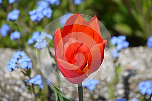 Close up of one delicate vivid red tulip and small blurred blue forget me not flowers in full bloom in a sunny spring garden, beau
