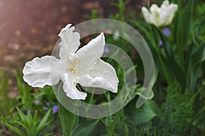 Close-up of one delicate white Tulip with wavy petals. Soft selective focus