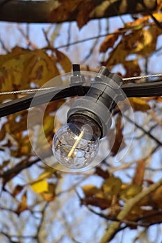 Close up of one energy-saving electrical light bulb hanging of yellow dry maple leaves on branches and a blue clear sky