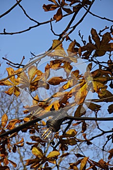 Close up of one energy-saving electrical light bulb hanging of yellow dry maple leaves on branches and a blue clear sky