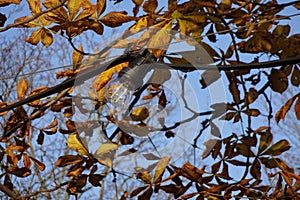 Close up of one energy-saving electrical light bulb hanging of yellow dry maple leaves on branches and a blue clear sky