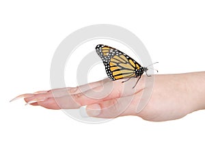 Monarch butterfly on young female hand, isolated