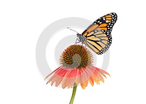 Monarch butterfly isolated on coneflower