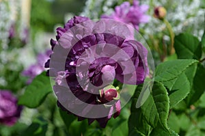 Close up of one fresh vivid purple red rose and green leaves in a garden in a sunny summer day, beautiful outdoor floral backgroun