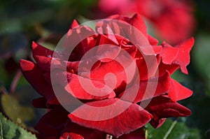 Close up of one fresh vivid red rose and green leaves in a garden in a sunny summer day, beautiful outdoor floral background photo