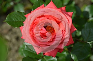 Close up of one fresh vivid red rose and green leaves in a garden in a sunny summer day, beautiful outdoor floral background photo