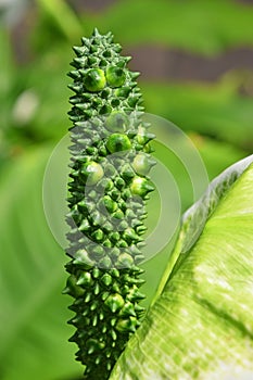 Close up one green Spathiphyllum flower