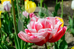 Close up of one large delicate double flowered red and white tulip in full bloom in a sunny spring garden, beautiful outdoor