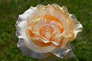 Close up of one large and delicate vivid orange rose in full bloom in a summer garden, in direct sunlight, with blurred green leav
