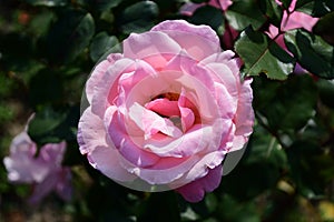 Close up of one large and delicate vivid pink magenta rose in full bloom in a summer garden, in direct sunlight, with blurred gree